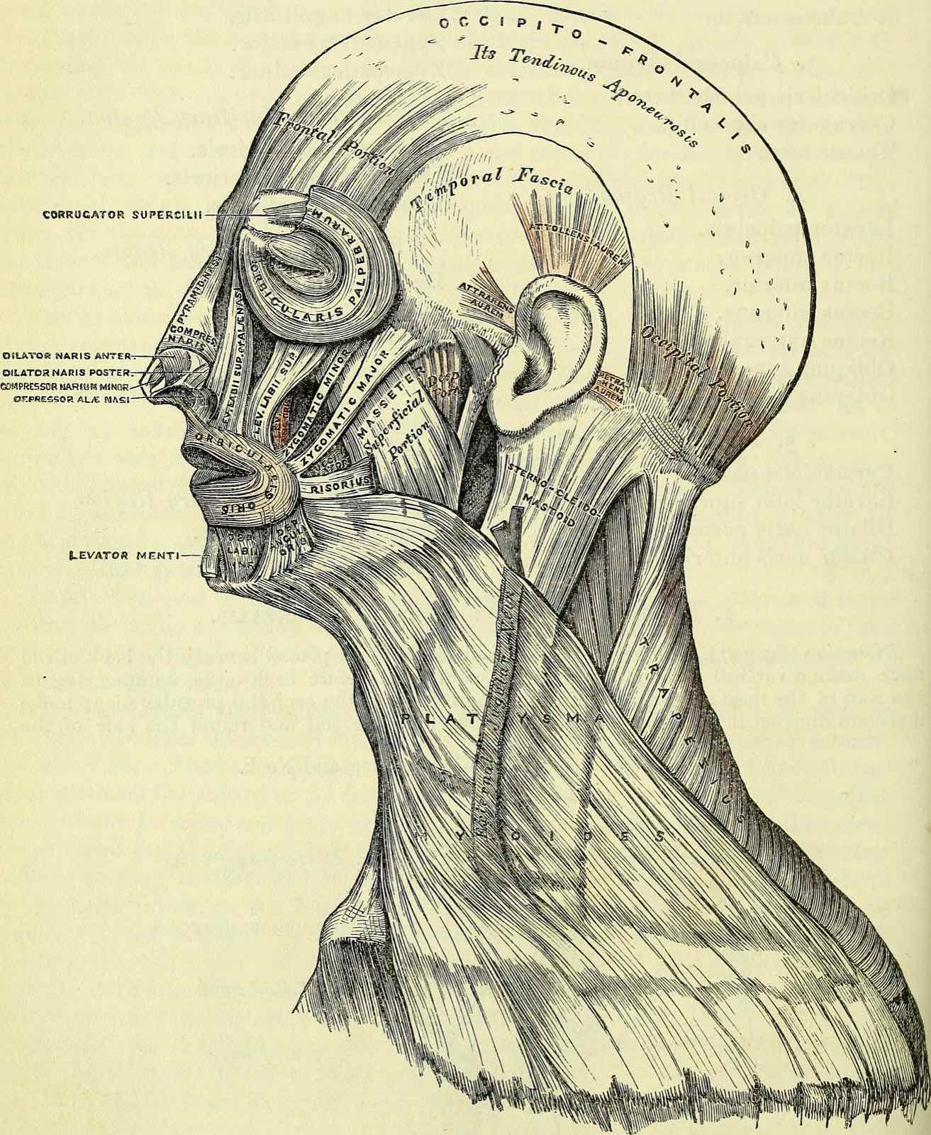 Engraving of the side of the head from Gray's Anatomy, 1860