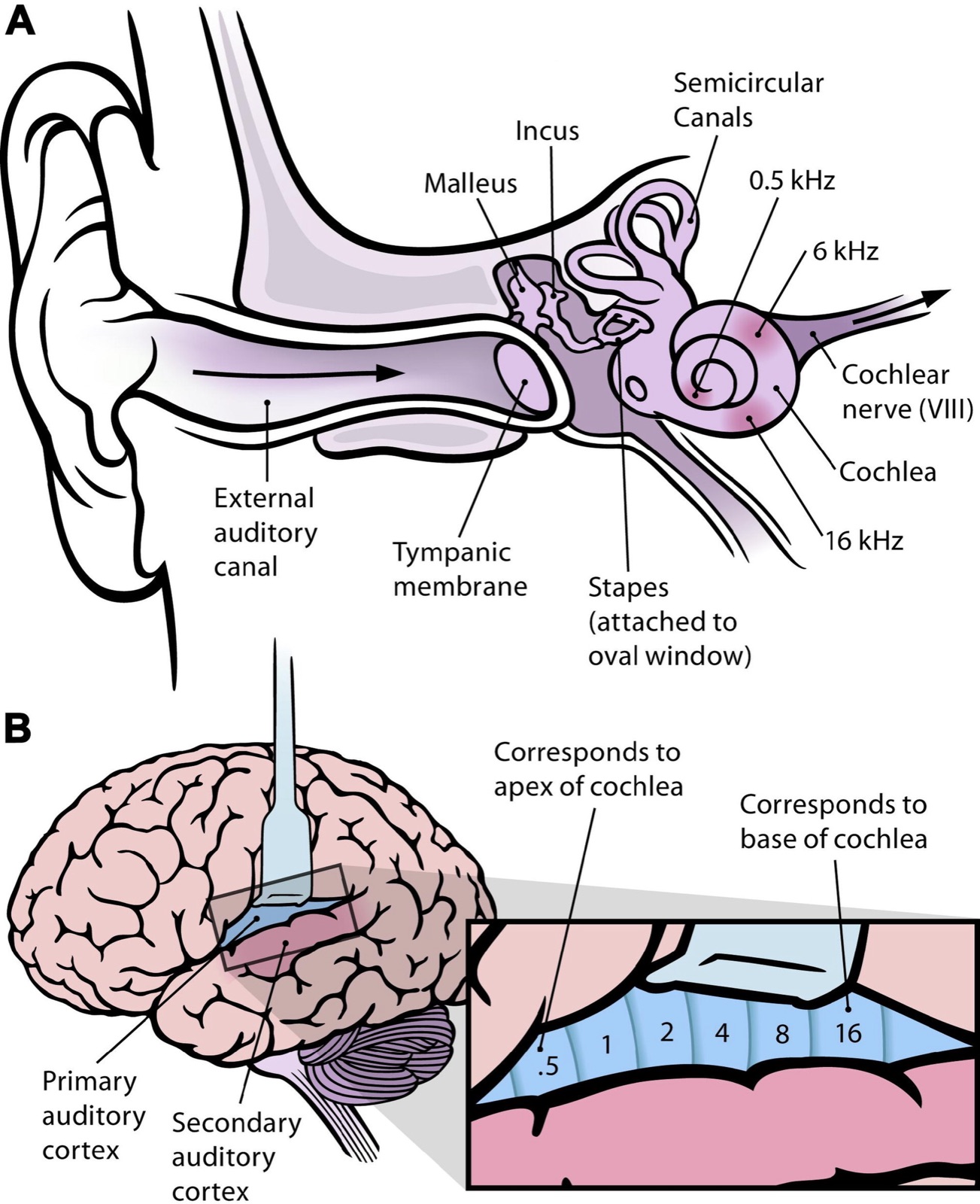 Diagram of the cochlea marked with the pitches each turn answers